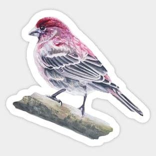 House Finch bird painting (no background) Sticker
